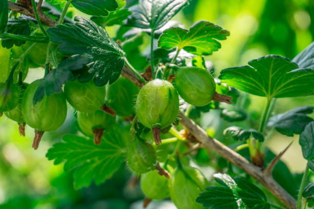 istock Gooseberries at bush with green leaves at sunshine 692526224