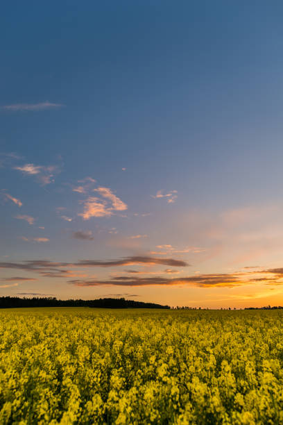 istock Blue cloudy sky over Rapeseed field after sunset 692526356