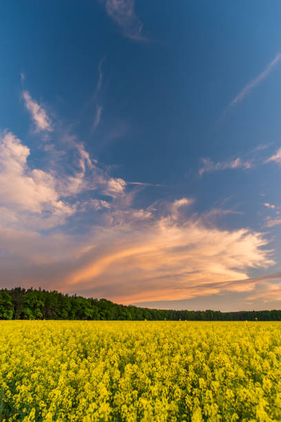 istock Blue cloudy sky over Rapeseed field after sunset 692526358