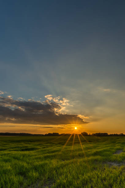 istock Sun with beams over the meadow with grass 692526568