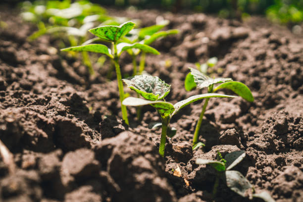 istock Eco-friendly vegetables. Sprouted seedlings of cucumbers 692527130