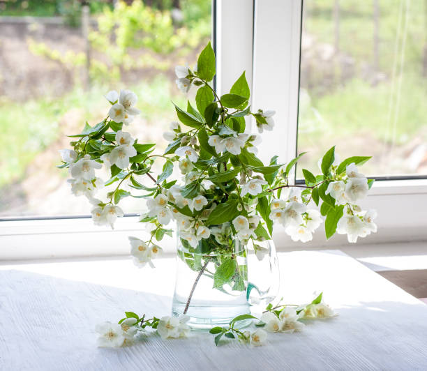 istock Jasmine fragrance flower 692534006