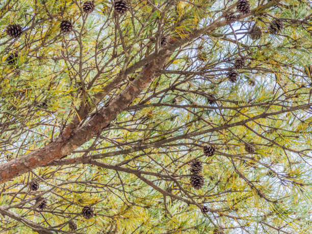 istock Pine cones are the reproductive organs of pine trees. 692536546
