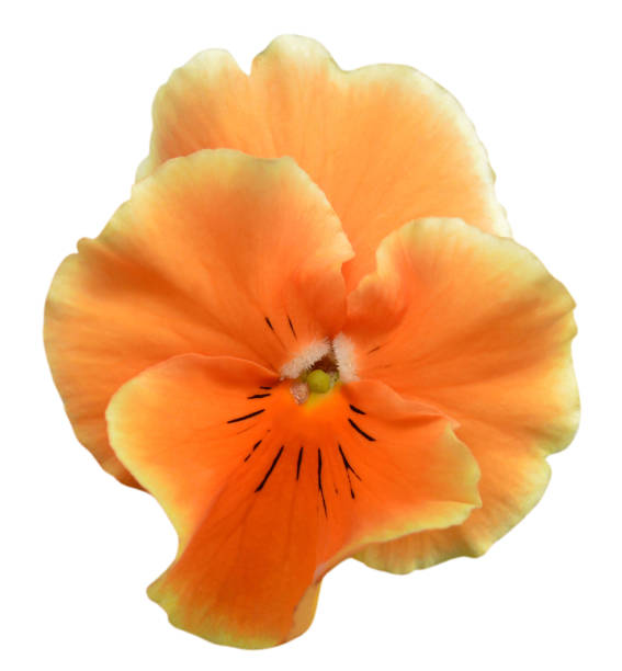istock Assorted pansy flower in America garden 692537136