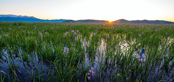 Natural Marsh filled with flowers at sunrise