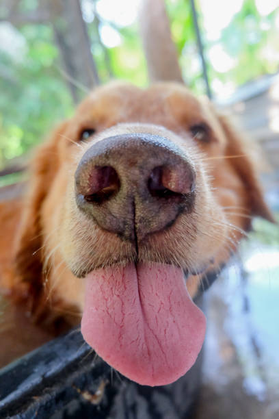 istock golden retriever close up nose background. 692542928