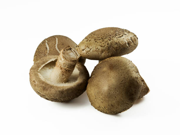 istock Chinese black mushroom on white background. 692545768