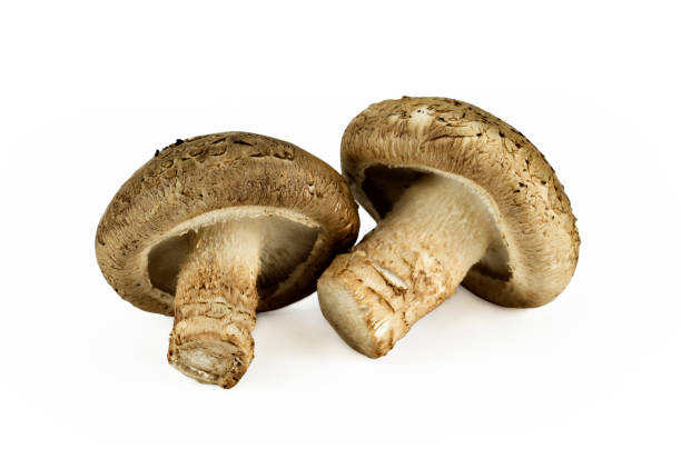 istock Chinese black mushroom on white background. 692545806