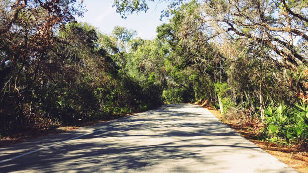 istock Road Cover by Forest and Bushes 692546642