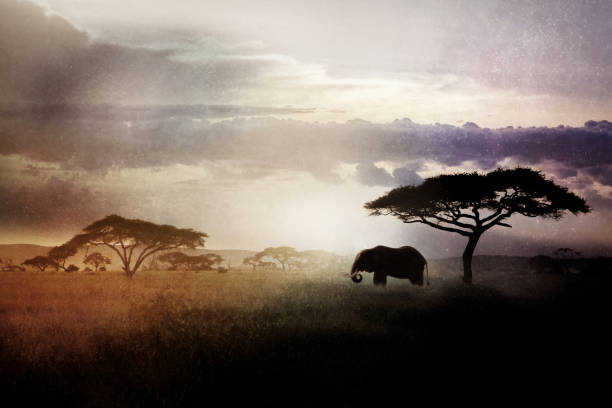istock Wild elephant near a tree at sunset. Night landscape. 692546890