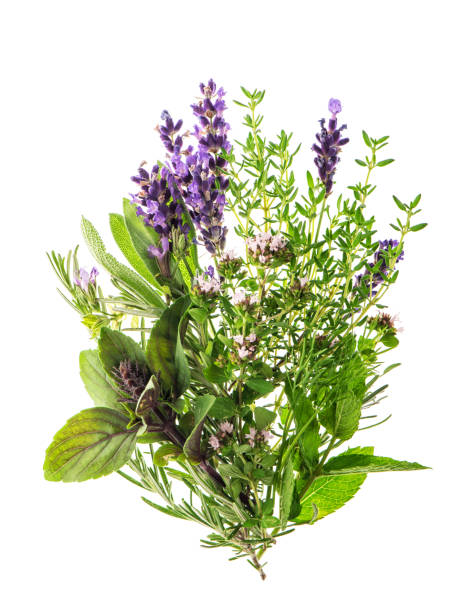 istock Fresh herbs spices rosemary thyme sage mint basil lavender 692549258