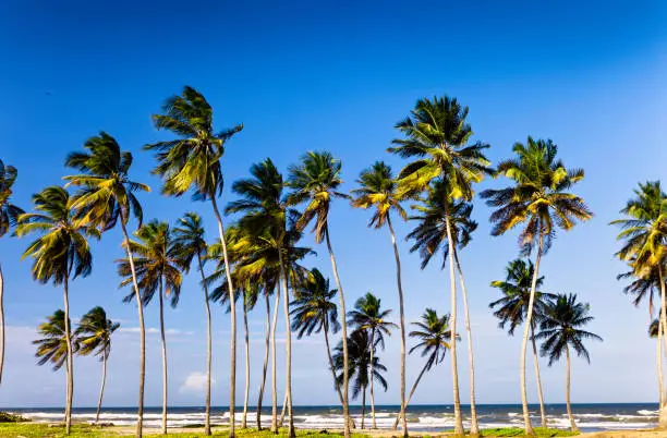 Coconut trees forest on a Tropical island with deep blue sky. Morrocoy, Venezuela