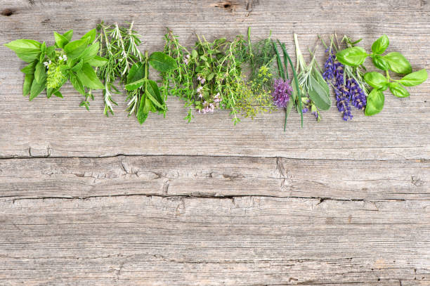 istock Fresh herbs basil rosemary sage thyme mint dill 692549668