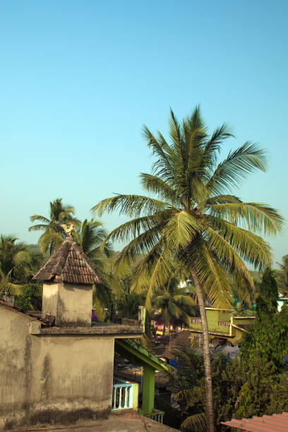 istock Tropical landscape with a palm tree and a roof 692550054