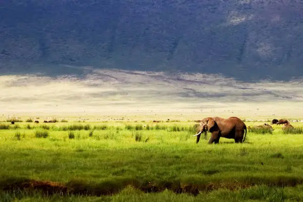Wild african elephant in green grass in the Ngorongoro Conservation Area on the background of mountains