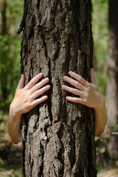istock Close-up view of female hands embracing tree trunk in forest 692552718