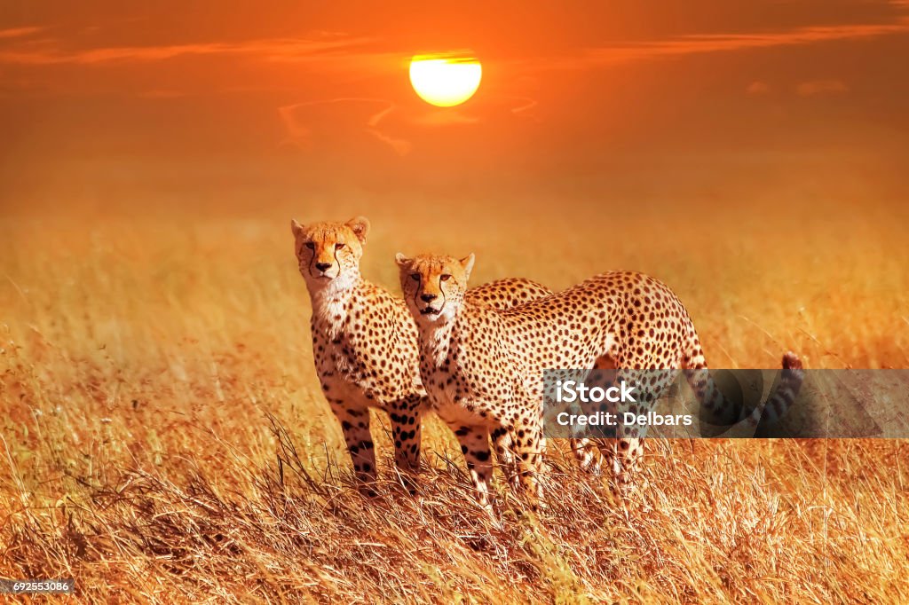 Two cheetahs in the Serengeti National Park. Synchronous position . Two cheetahs in the Serengeti National Park. Synchronous position . Sunset background. Africa Stock Photo