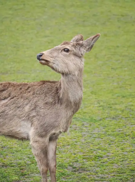 Photo of Cute deer in Nara Park