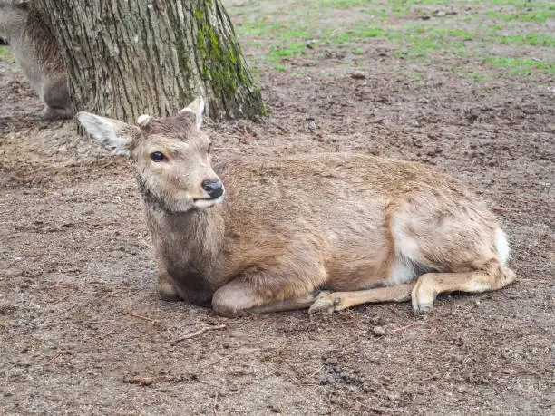 Photo of Cute deer in Nara Park