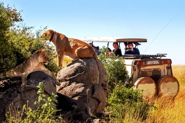 áfrica, tanzania, serengeti national park - marzo de 2016: turistas jeep fotografiar el orgullo de los leones. - tanzania fotograf�ías e imágenes de stock