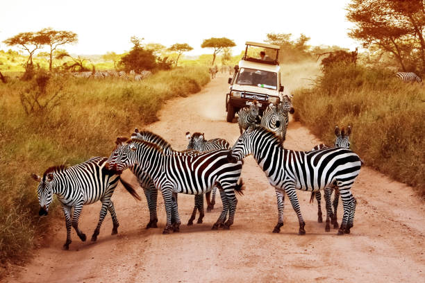 afrika, tansania, serengeti - februar 2016: zebras in der serengeti national park vor dem jeep mit touristen unterwegs. - tanzania stock-fotos und bilder