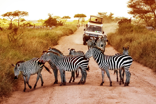 Africa, Tanzania, Serengeti - February 2016: Zebras on the road in Serengeti national park in front of the jeep with tourists.