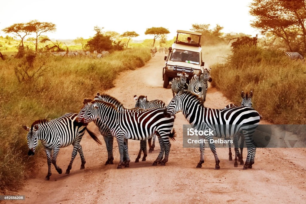 Africa, Tanzania, Serengeti - February 2016: Zebras on the road in Serengeti national park in front of the jeep with tourists. Safari Stock Photo