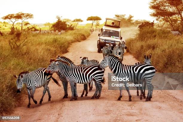 Africa Tanzania Serengeti February 2016 Zebras On The Road In Serengeti National Park In Front Of The Jeep With Tourists Stock Photo - Download Image Now