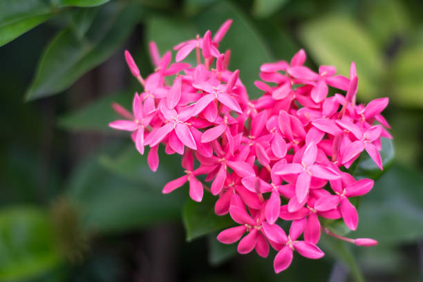 beautiful pink ixora - gardden imagens e fotografias de stock