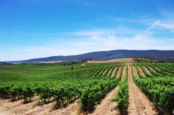 vineyard at alentejo region,south of portugal - alentejo imagens e fotografias de stock