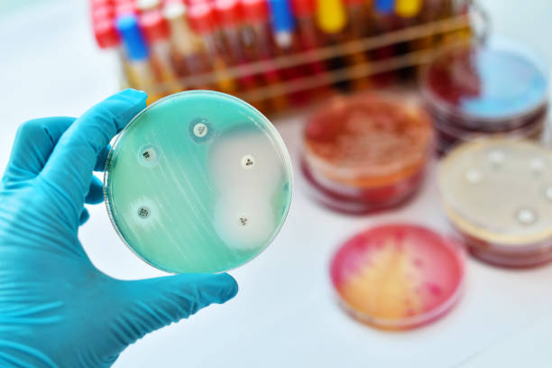 antimikrobiell empfindlichkeitstest - antibiotikum stock-fotos und bilder