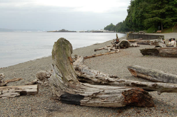 istock Driftwood on the Shore 692560526