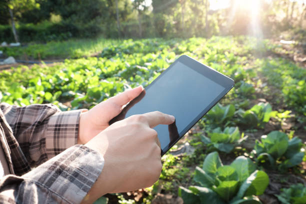 istock Farmer using digital tablet computer in cultivated agriculture Field, modern technology application in agricultural growing activity, selective focus and vintage tone. 692560878