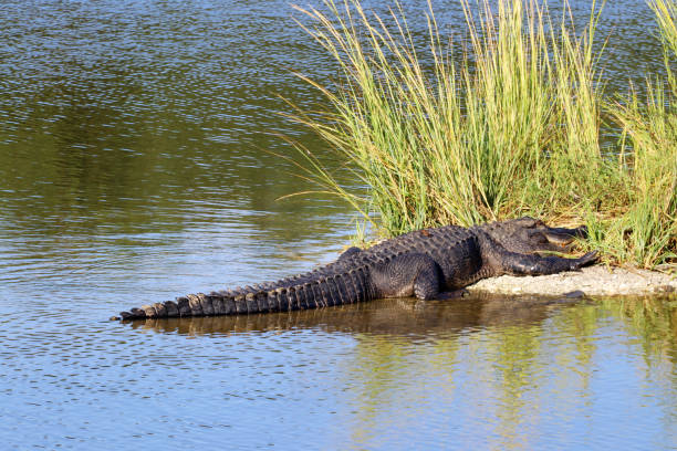 istock Huntington Beach State Park landscape. 692566570