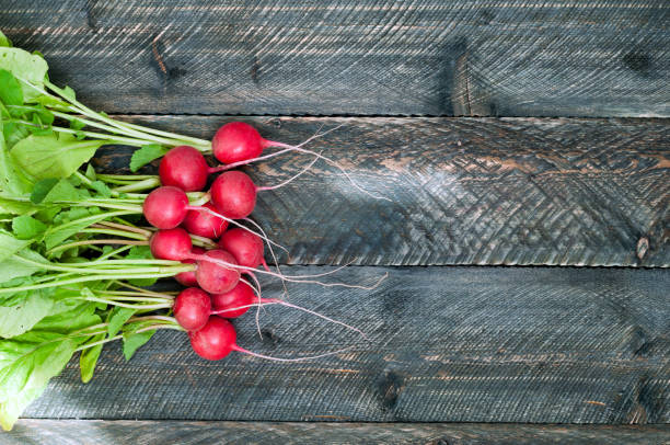 istock Fresh radish on old wooden table. Radish background. Rustic 692567528