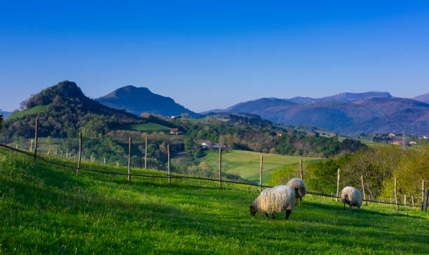 Sheep on a green field with mountains in background, euskadi