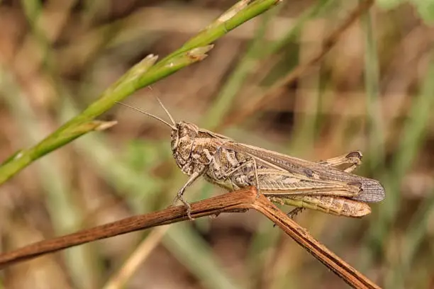 Locust placed on a dry stem - Faune de France.