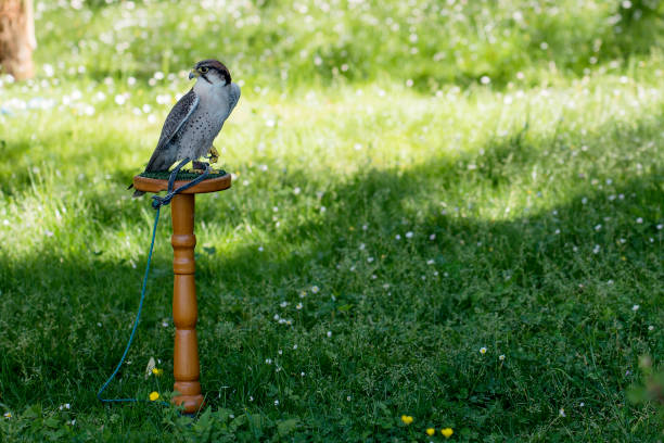 falcão-borni empoleirado em trespole - lanner falcon - fotografias e filmes do acervo