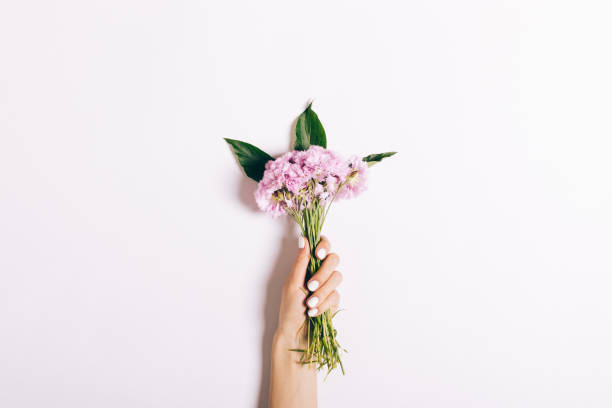 pequeño ramo de claveles color de rosa en una mano femenina con una manicura en un fondo blanco - hand holding flowers fotografías e imágenes de stock