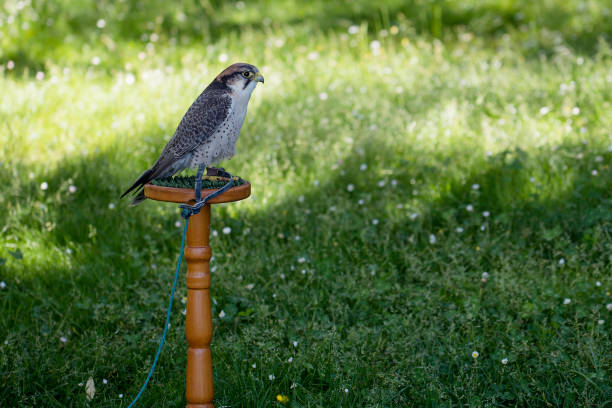 falcão-borni empoleirado em trespole - lanner falcon - fotografias e filmes do acervo