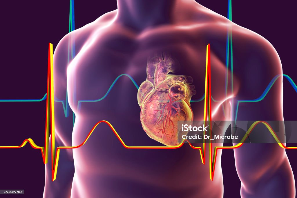 Human heart with heart vessles Human heart with heart vessles inside human body and ECG, 3D illustration Heart Attack Stock Photo