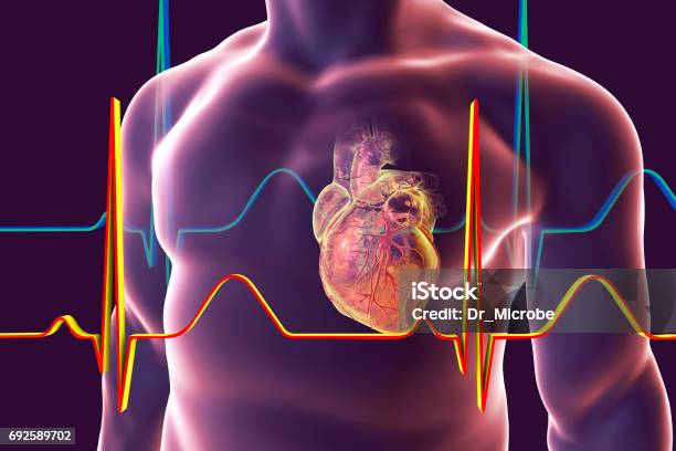 Human Heart With Heart Vessles Stock Photo - Download Image Now - Heart Attack, Heart - Internal Organ, Coronary Artery