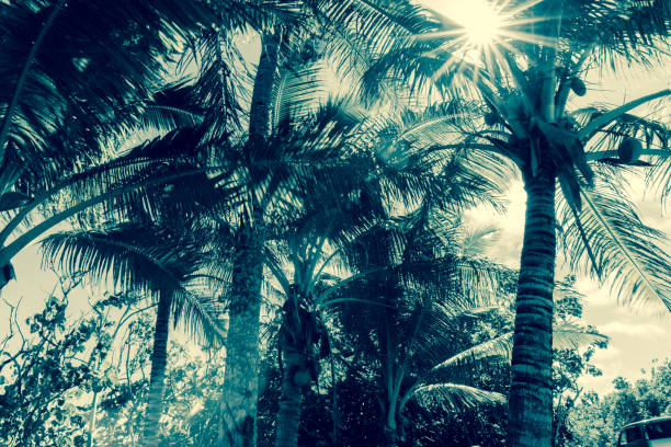 Retro style image of coconut palm trees in tropical Niue sun flare and lens effects through fronds