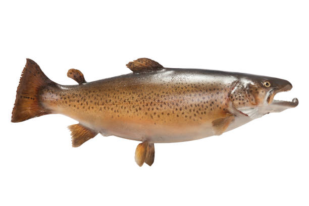 istock Big brown trout isolated on white 692590936
