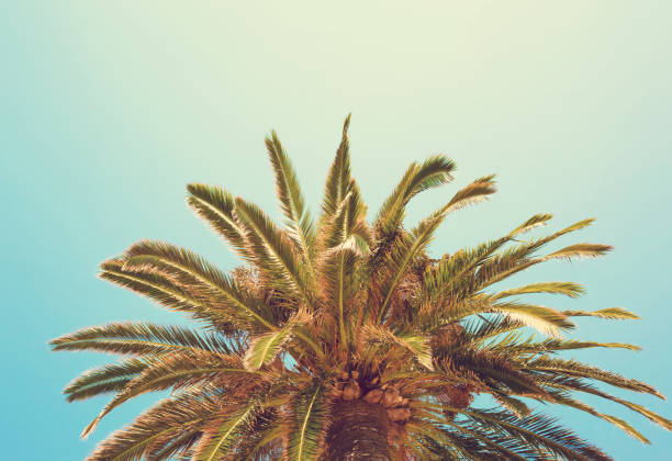 istock Palm Tree against blue sky close up 692594028