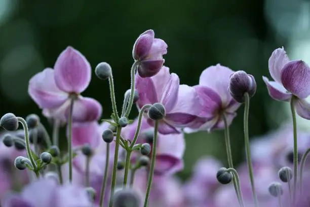 Photo of Pink beauties