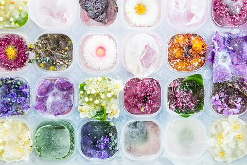 Tray with Frozen Flowers in Ice Cubes on Rustic Wooden Background, top view