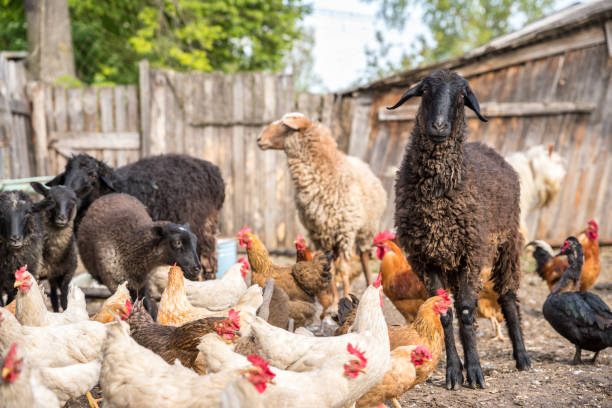istock Livestock farm, flock of sheep 692598344