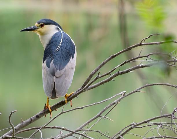 Black Crowned Heron Photograph of a Black Crowned Heron sitting on a branch. black crowned night heron nycticorax nycticorax stock pictures, royalty-free photos & images