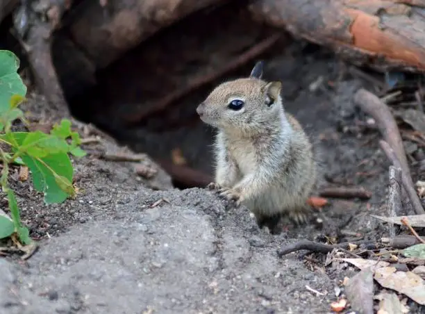 Photograph of a baby California Ground Squirrel just outside of it's burrow.